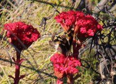 Aeropetes tulbaghia