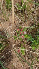 Acalypha glandulifolia