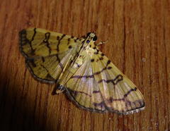 Pardomima