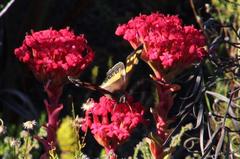 Aeropetes tulbaghia
