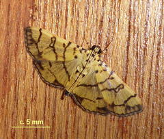 Pardomima