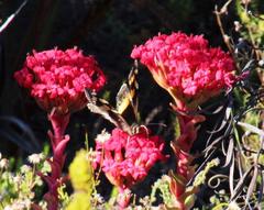 Aeropetes tulbaghia