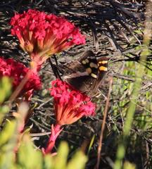 Aeropetes tulbaghia