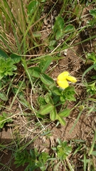 Argyrolobium rupestre