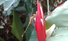 Erythrodiplax nigricans