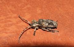 Hecyromorpha plagicollis