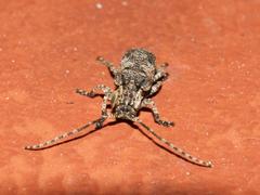 Hecyromorpha plagicollis