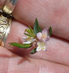 Lachnaea burchellii