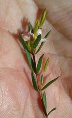 Lachnaea burchellii