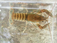 Cambarus cumberlandensis