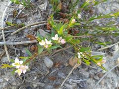 Lachnaea burchellii