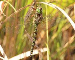 Pinheyschna subpupillata