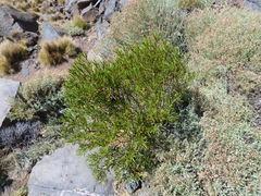 Colliguaja integerrima