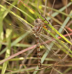 Pinheyschna subpupillata