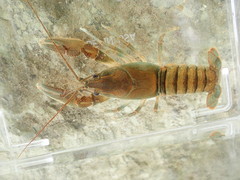 Cambarus cumberlandensis