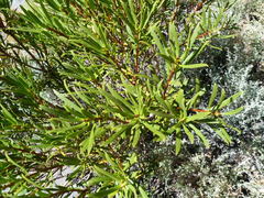 Colliguaja integerrima