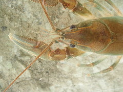 Cambarus cumberlandensis