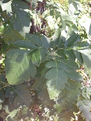 Scandosorbus