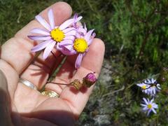 Senecio glastifolius