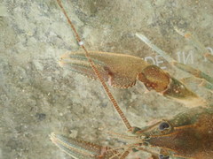 Cambarus cumberlandensis