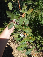Scandosorbus