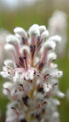 Spatalla mollis