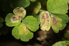 Phytomyza aquilegiae