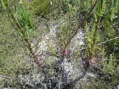 Senecio glastifolius
