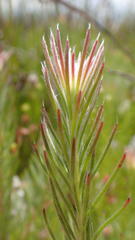 Spatalla mollis
