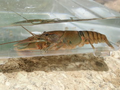 Cambarus cumberlandensis