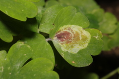 Phytomyza aquilegiae