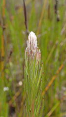 Spatalla mollis