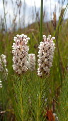 Spatalla mollis