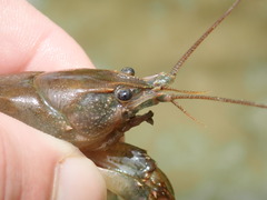 Cambarus cumberlandensis