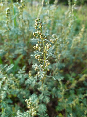 Artemisia santolinifolia