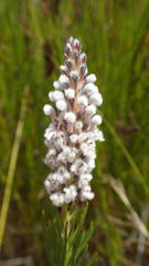 Spatalla mollis
