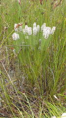 Spatalla mollis