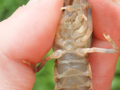 Cambarus cumberlandensis