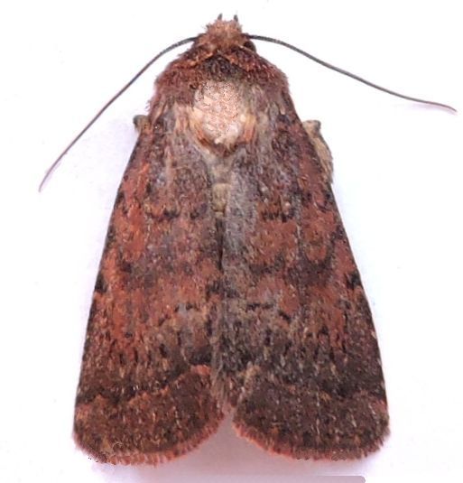 Orthodes adiastola