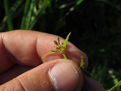 Cyperus fuscus