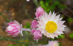 Syncarpha canescens canescens