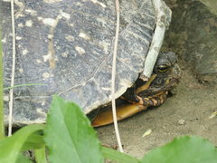 Trachemys scripta troostii