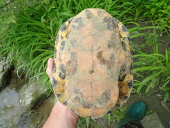 Trachemys scripta troostii