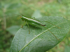 Cephalophlugis cephalotes