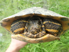 Trachemys scripta troostii