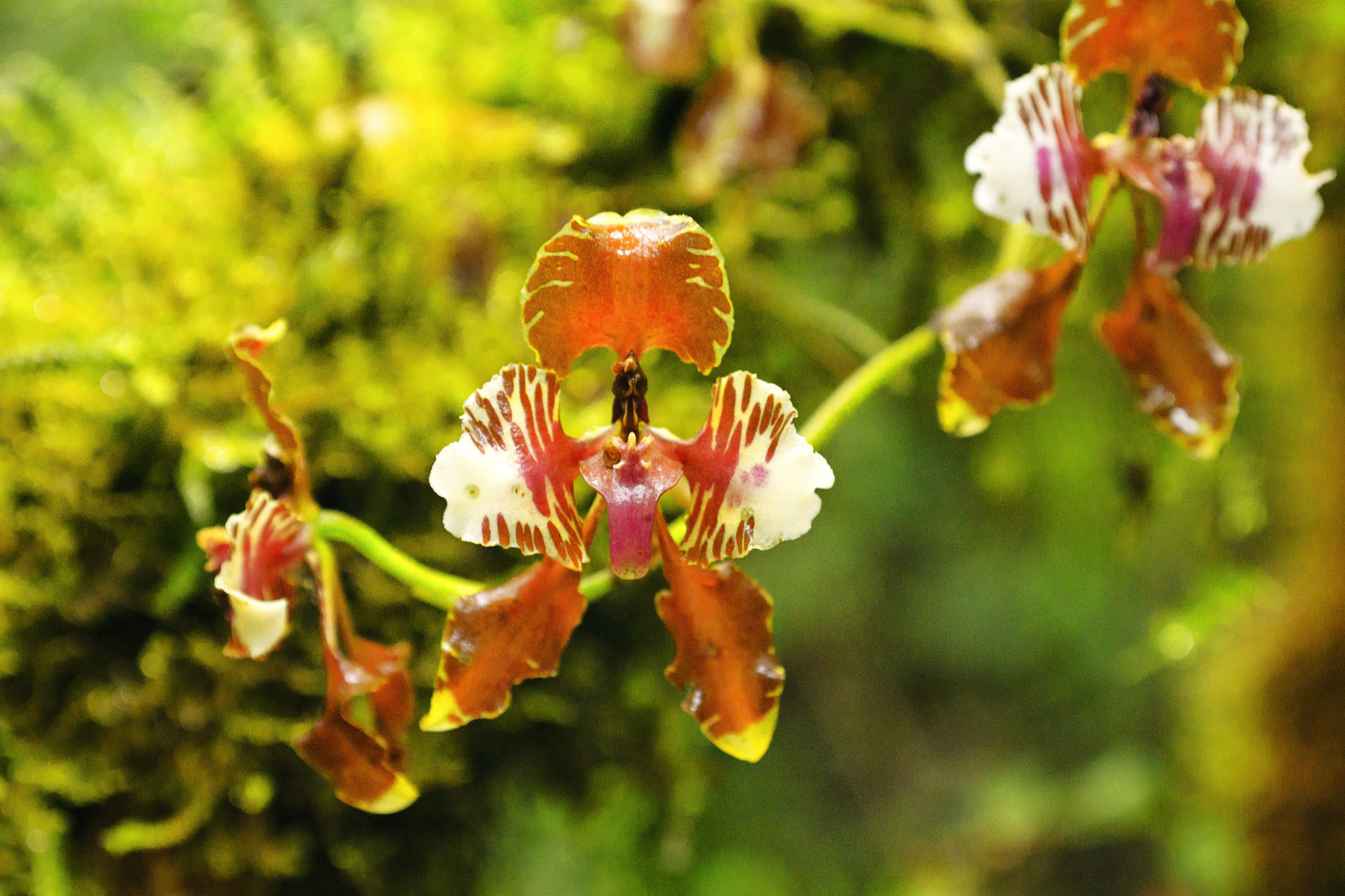 Cyrtochilum mendax (Rchb.f.) Kraenzl. 2