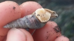 Ophiodermella inermis