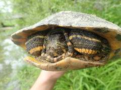 Trachemys scripta troostii
