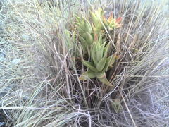 Crassula capitella thyrsiflora