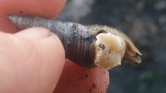 Ophiodermella inermis